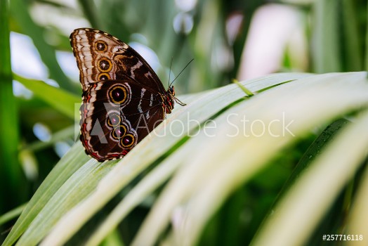 Picture of Tropical butterfly sitting on the leaf Close up image
